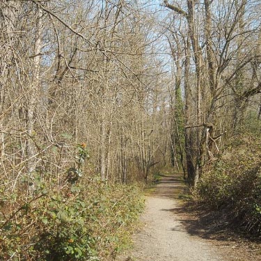 deserted perimeter trail, Seeley Lake Park, Lakewood, Pierce County, Washington
