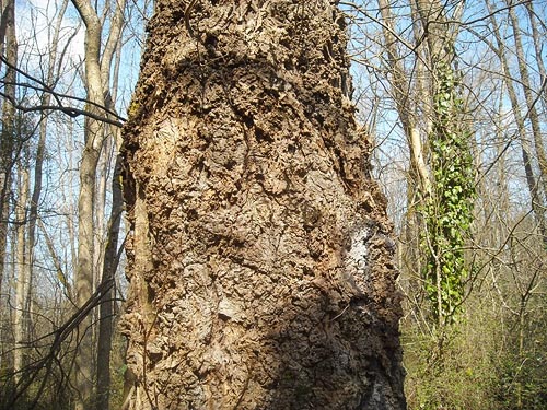 weirdly sculptrured tree trunk, Seeley Lake Park, Lakewood, Pierce County, Washington