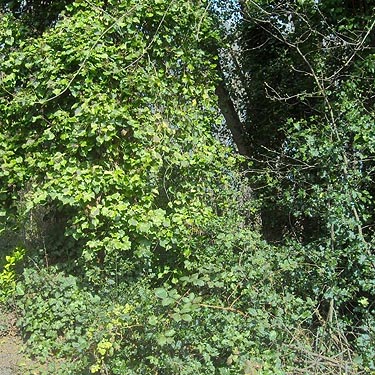 invasive blackberry, ivy, holly at Seeley Lake Park, Lakewood, Pierce County, Washington