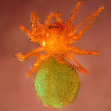 haplogyne spider Usofila pacifica, Telemidae, from oak litter, Seeley Lake Park, Lakewood, Pierce County, Washington