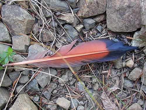 bird feather from red-shafted flicker