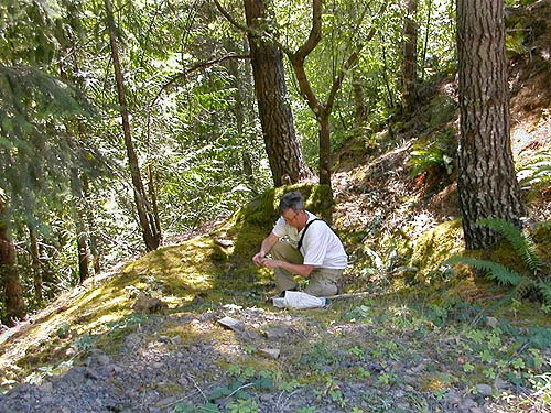 Laurel Ramseyer sampling cones above Skinwood Creek, below Mount Ellinor, Mason County, Washington