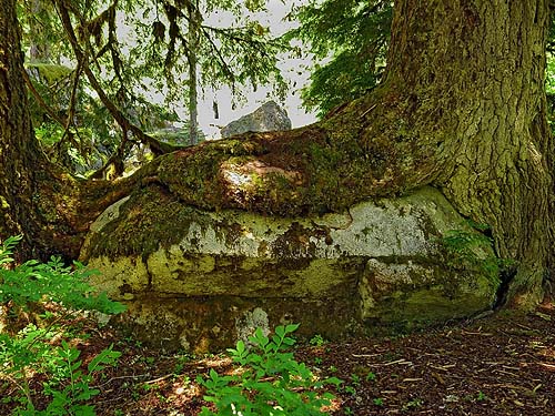 2 old-growth trees growing from boulder, trail to Slide Lake, Skagit County, Washington