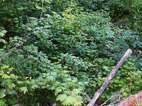 vine maple thicket, leaf litter source, Slide Lake, Skagit County, Washington
