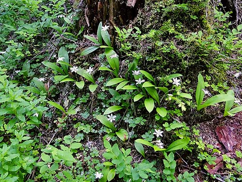 flowers of Clintonia uniflora on trail to Slide Lake, Skagit County, Washington