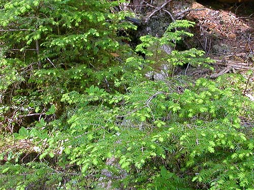 western hemlock Tsuga heterophylla foliage, Slide Lake, Skagit County, Washington