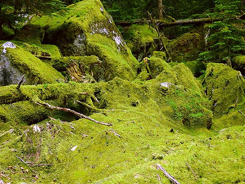 mossy boulders at Slide Lake, Skagit County, Washington