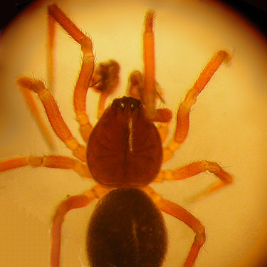 microspider Sisis rotundus Linyphiidae from moss, Slide Lake, Skagit County, Washington