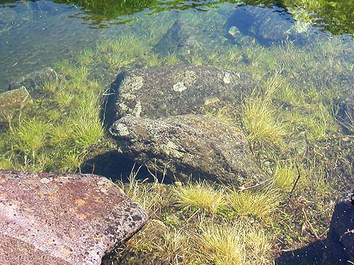 submerged grass at Slide Lake, Skagit County, Washington