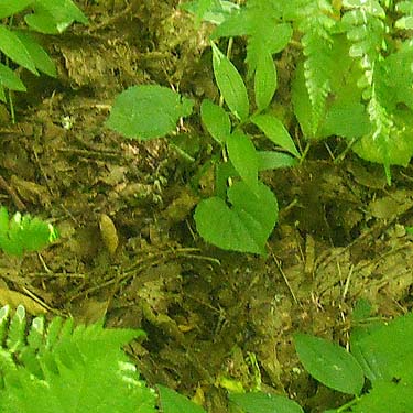 leaf litter in alder woodland, Spider Lake, Mason County, Washington