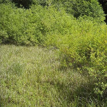 edge of marsh with Spiraea shrubs, Spider Lake, Mason County, Washington