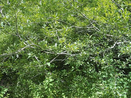 belt of willows around marsh, Spider Lake, Mason County, Washington