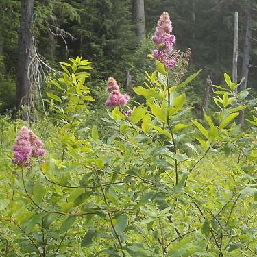 Spiraea densiflora in bloom, Spider Lake, Mason County, Washington
