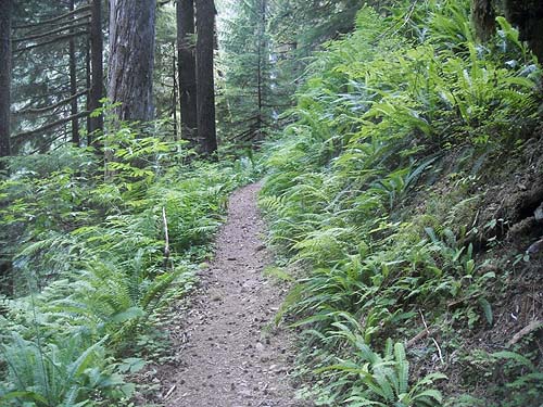 trail through ferns, Spider Lake, Mason County, Washington