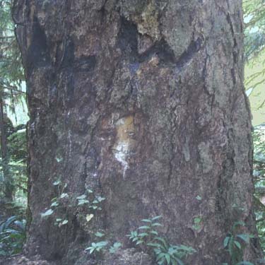 old growth western hemlock trunk, Spider Lake, Mason County, Washington