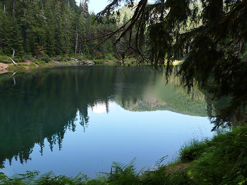 reflections on water, Spider Lake, Mason County, Washington
