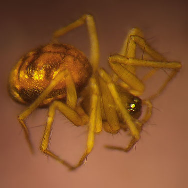 microspider Lepthyphantes zelatus Linyphiidae from litter, Spider Lake, Mason County, Washington