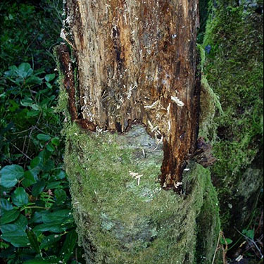 loose bark of dead alder, Square Lake, Kitsap County, Washington