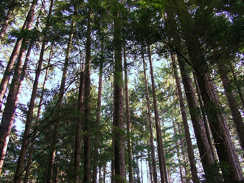 mostly-hemlock forest canopy, trail to Square Lake, Kitsap County, Washington