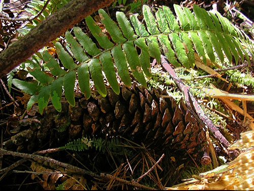 fallen cone from white pine Pinus monticola under fern, Square Lake, Kitsap County, Washington