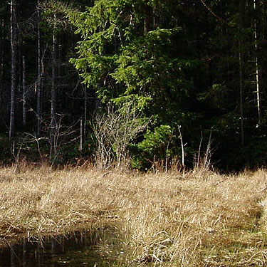hemlock and pine foliage at marsh edge, Square Lake, Kitsap County, Washington