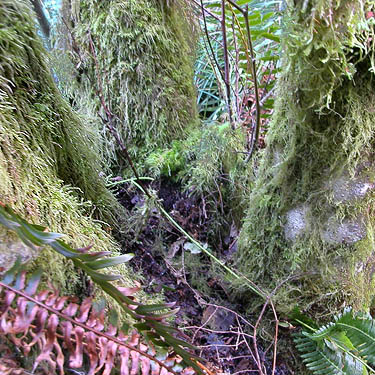 crotch of mossy alder tree in swamp, Square Lake, Kitsap County, Washington