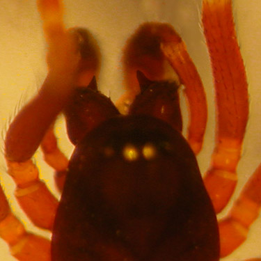 linyphiidae microspider Frederickus coylei male from pine cone, Square Lake, Kitsap County, Washington