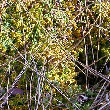 isolated Sphagnum hummock in shore marsh, Square Lake, Kitsap County, Washington