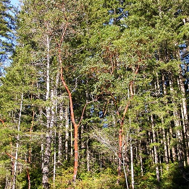 madrona tree Arbutus menziesii on shore of Square Lake, Kitsap County, Washington