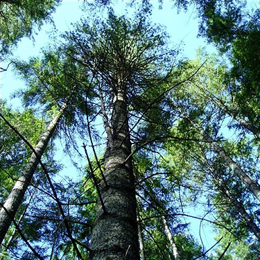 White pine tree Pinus monticola in forest, Square Lake, Kitsap County, Washington