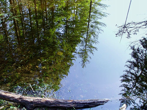 forest reflection in Square Lake, Kitsap County, Washington
