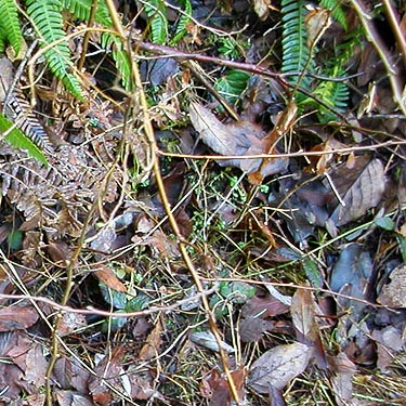 shrub litter with no spiders, shore of Square Lake, Kitsap County, Washington