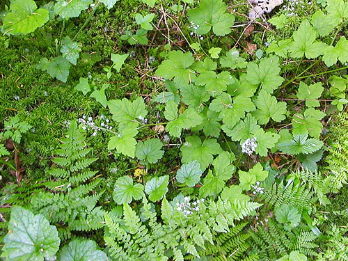 herbaceous forest understory, Squire Creek Park, Snohomish County, Washington