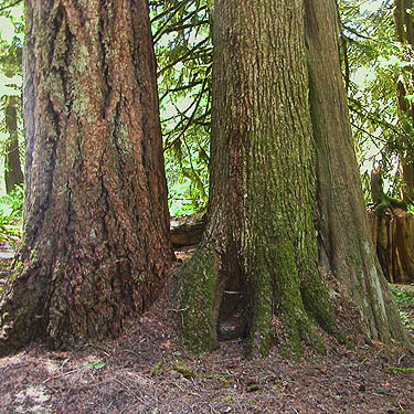 mature conifer forest trunks in Squire Creek Park, Snohomish County, Washington