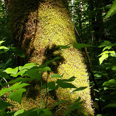 moss on bigleaf maple trunk, Squire Creek Park, Snohomish County, Washington