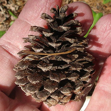 pine cone Pinus contorta at powerline clearing 1.3 miles E of Squire Creek Park, Snohomish County, Washington