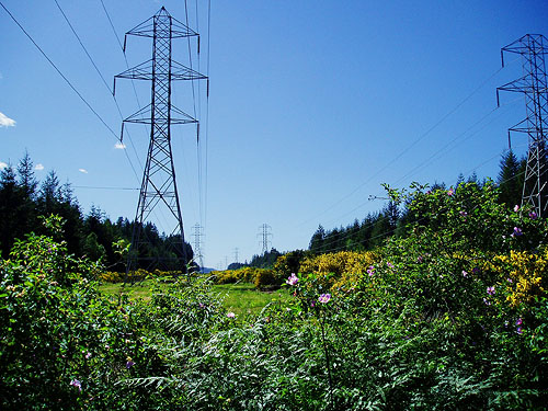 powerline clearing 1.3 miles E of Squire Creek Park, Snohomish County, Washington