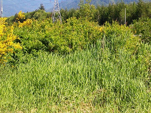 grass field habitat, powerline clearing 1.3 miles E of Squire Creek Park, Snohomish County, Washington
