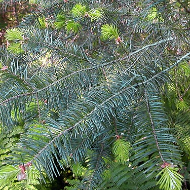 douglas-fir foliage, powerline clearing 1.3 miles E of Squire Creek Park, Snohomish County, Washington