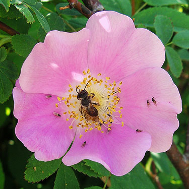 wild rose flower with bee and flies, powerline clearing 1.3 miles E of Squire Creek Park, Snohomish County, Washington