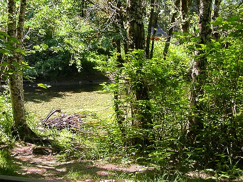 riparian zone stream bank trees, Squire Creek Park, Snohomish County, Washington