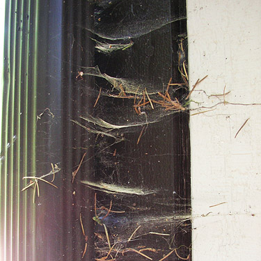 stack of Neriene digna sheet webs on building, Squire Creek Park, Snohomish County, Washington