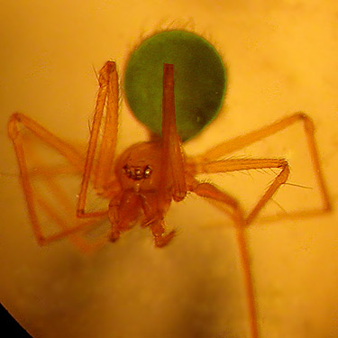 telemid spider Usofila pacifica from maple litter, Squire Creek Park, Snohomish County, Washington