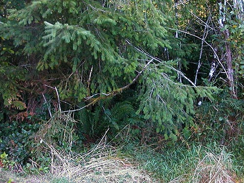 Douglas-fir foliage, Sund Road, Grays Harbor County, Washington