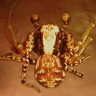 crab spider Xysticus pretiosus from Sund Road, Grays Harbor County, Washington