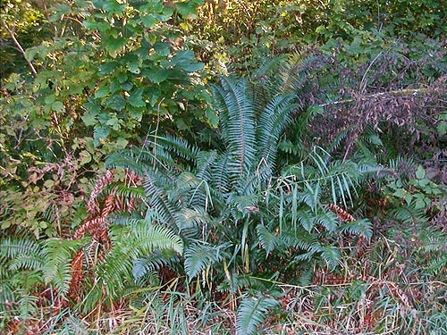 fern-herb understory, Sund Road, Grays Harbor County, Washington