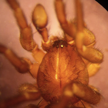 Agroeca ornata male spider from aspen leaf litter, Swakane Canyon, Chelan County, Washington