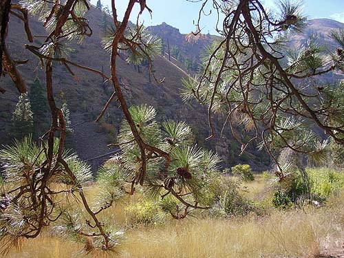 Ponderosa pine branch Pinus ponderosa, Swakane Canyon, Chelan County, Washington