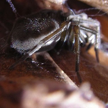 juvenile Callobius spider found in pine cone, Swakane Canyon, Chelan County, Washington