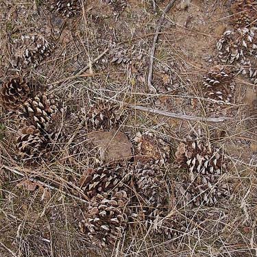 Ponderosa pine cones, Swakane Canyon, Chelan County, Washington